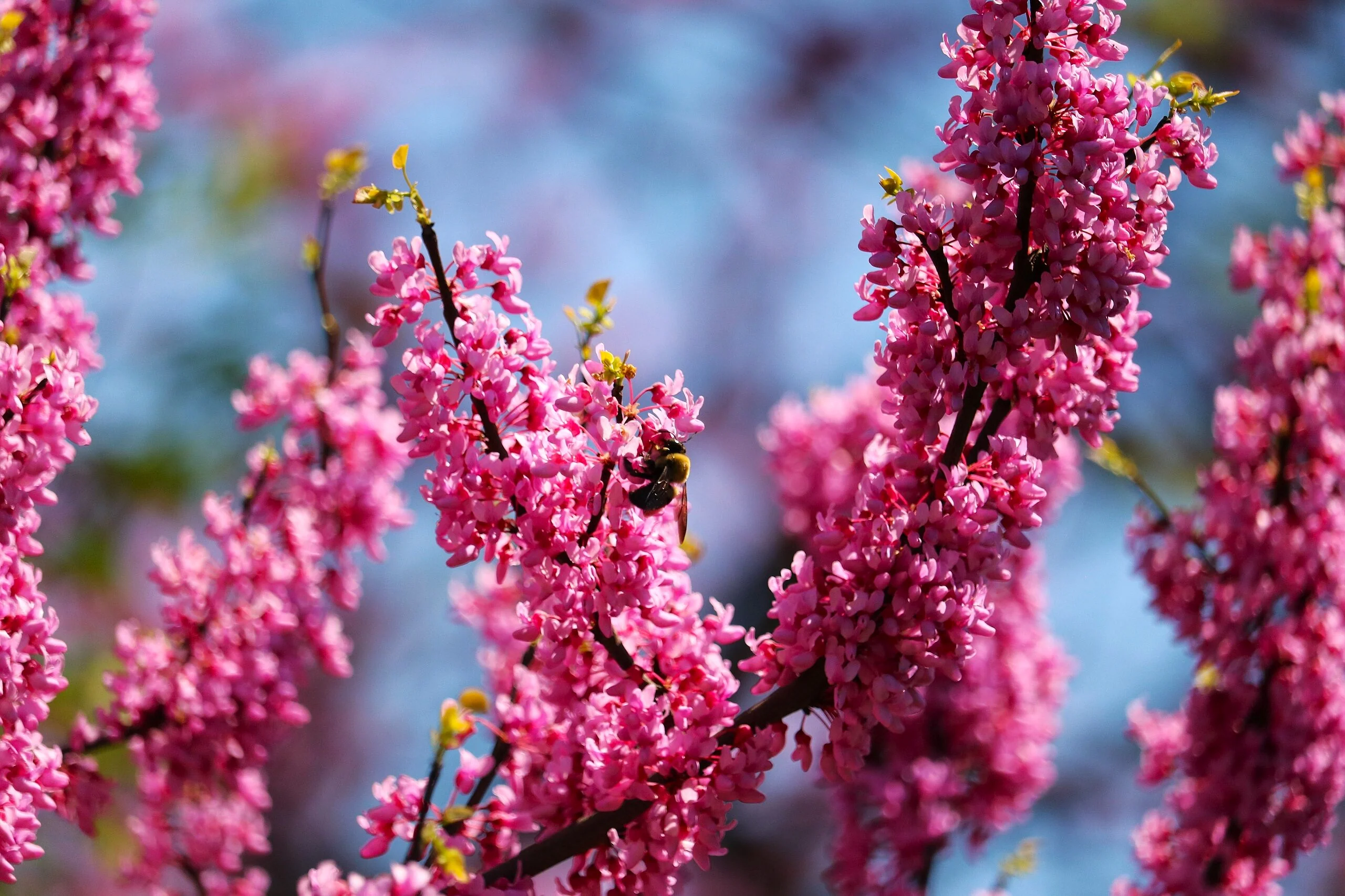 Eastern Redbud Tree - Image 7
