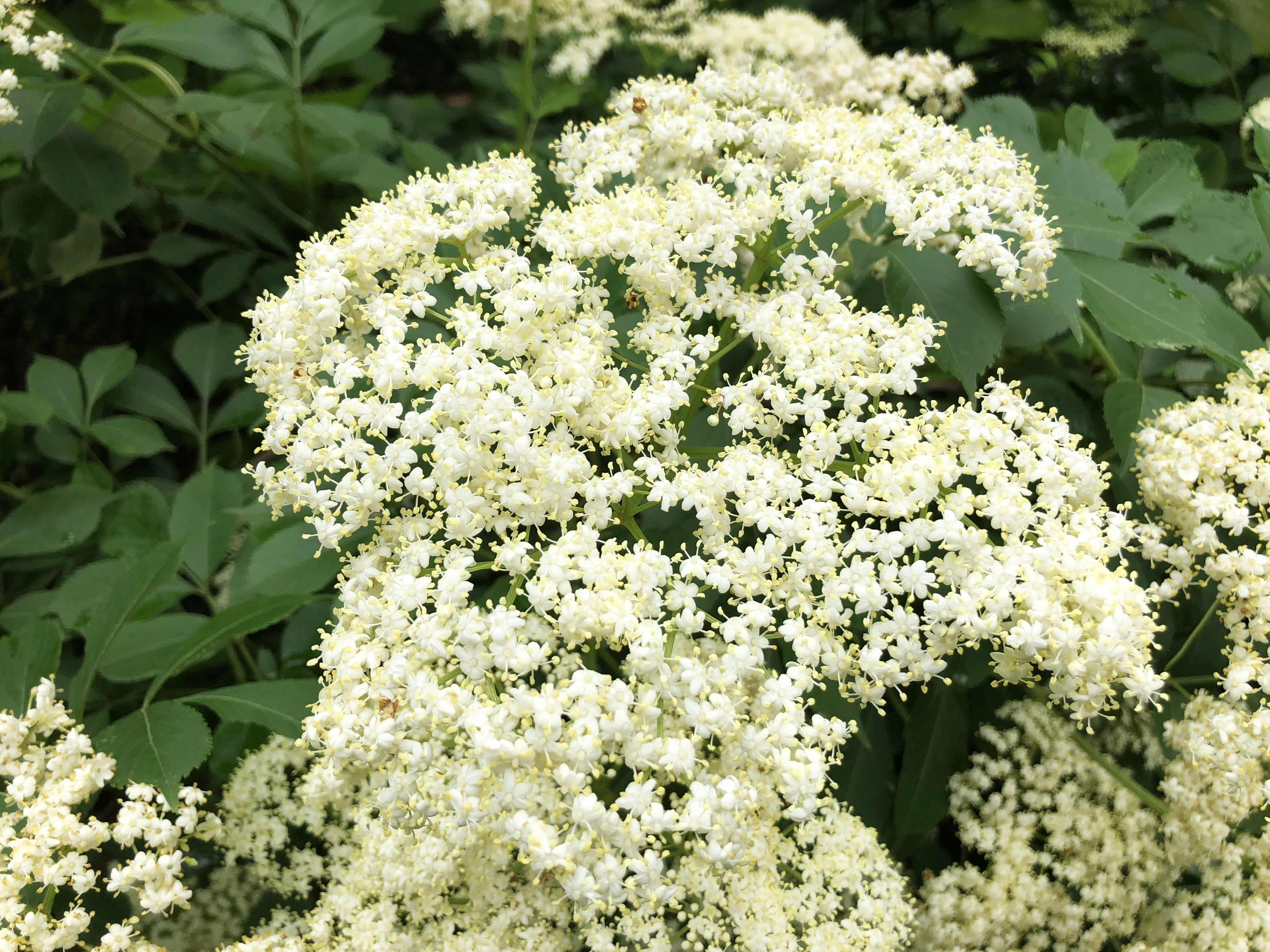 Elderberry Tree - Image 10