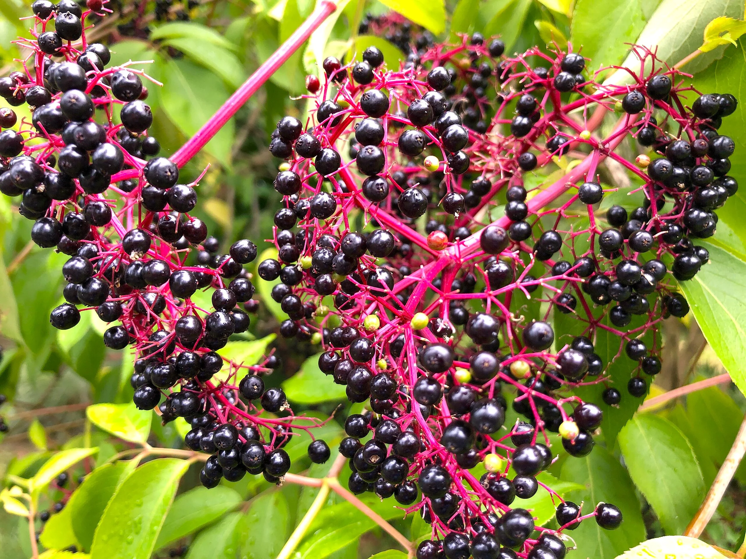 Elderberry Tree - Image 3