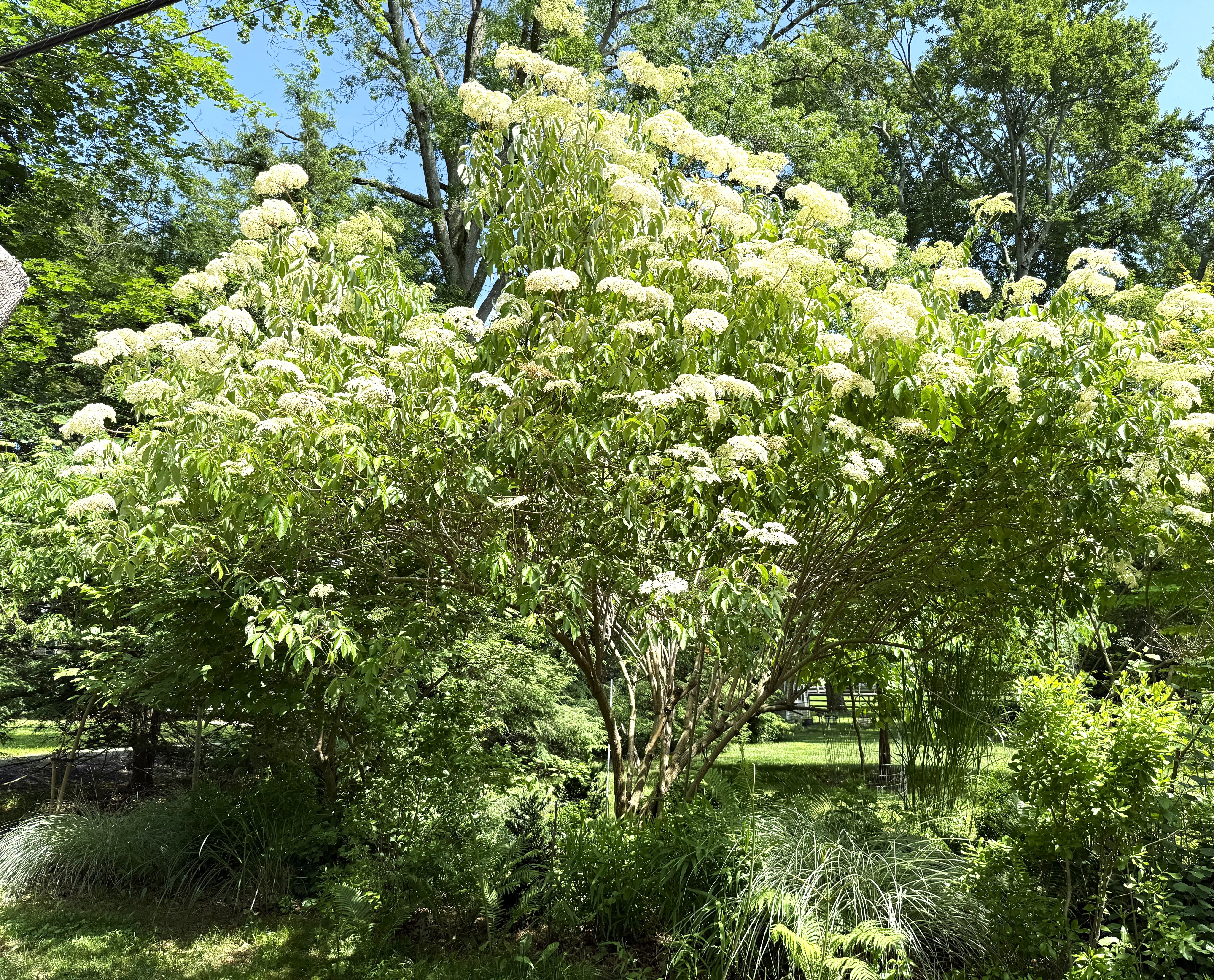 Elderberry Tree - Image 9