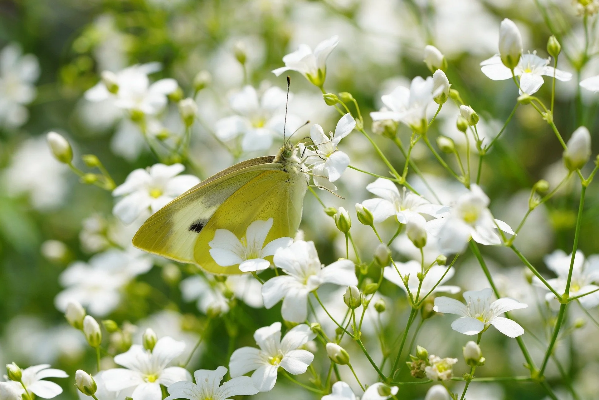 Elegant Baby's Breath - Image 3