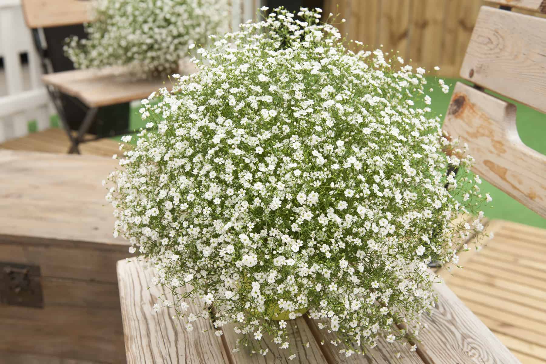 Elegant Baby's Breath - Image 4