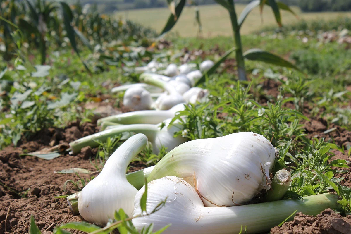PRE-ORDER NOW! SHIPS SEPTEMBER 2026 - Elephant Garlic Cloves - Image 3