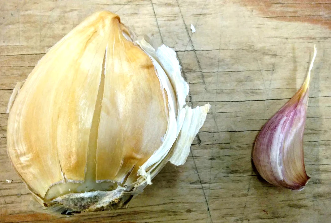 PRE-ORDER NOW! SHIPS SEPTEMBER 2026 - Elephant Garlic Cloves - Image 4