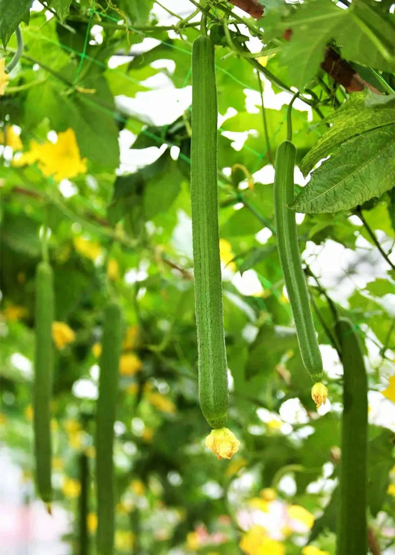 Emerald Smooth Luffa Gourd - Image 3