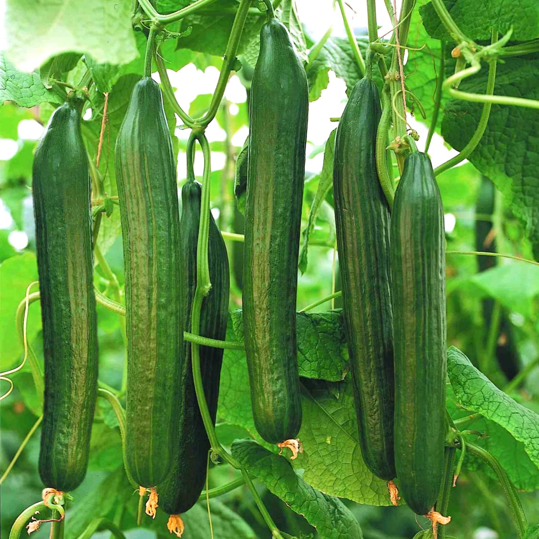 English Telegraph Improved Burpless Cucumber (English Cucumber)