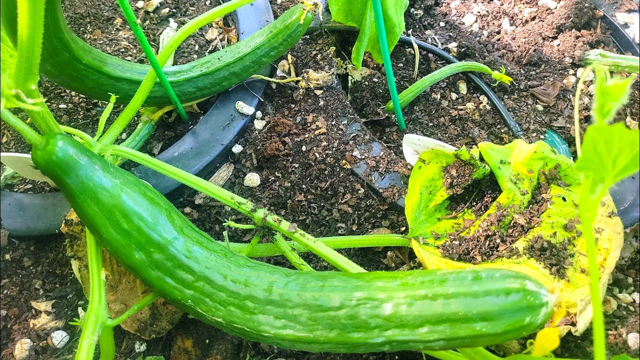 English Telegraph Improved Burpless Cucumber (English Cucumber) - Image 3