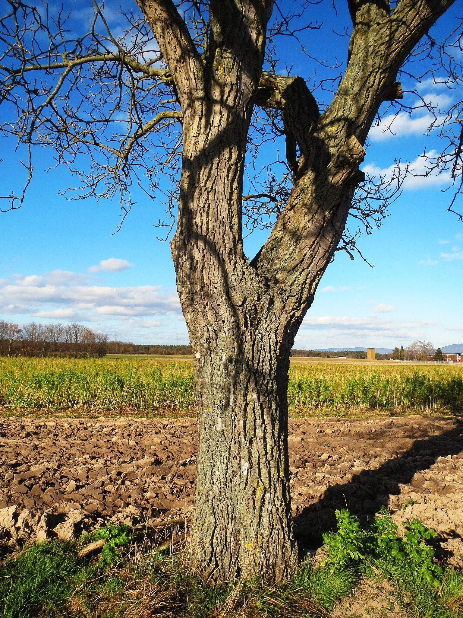 Carpathian English Walnut Tree - Image 10