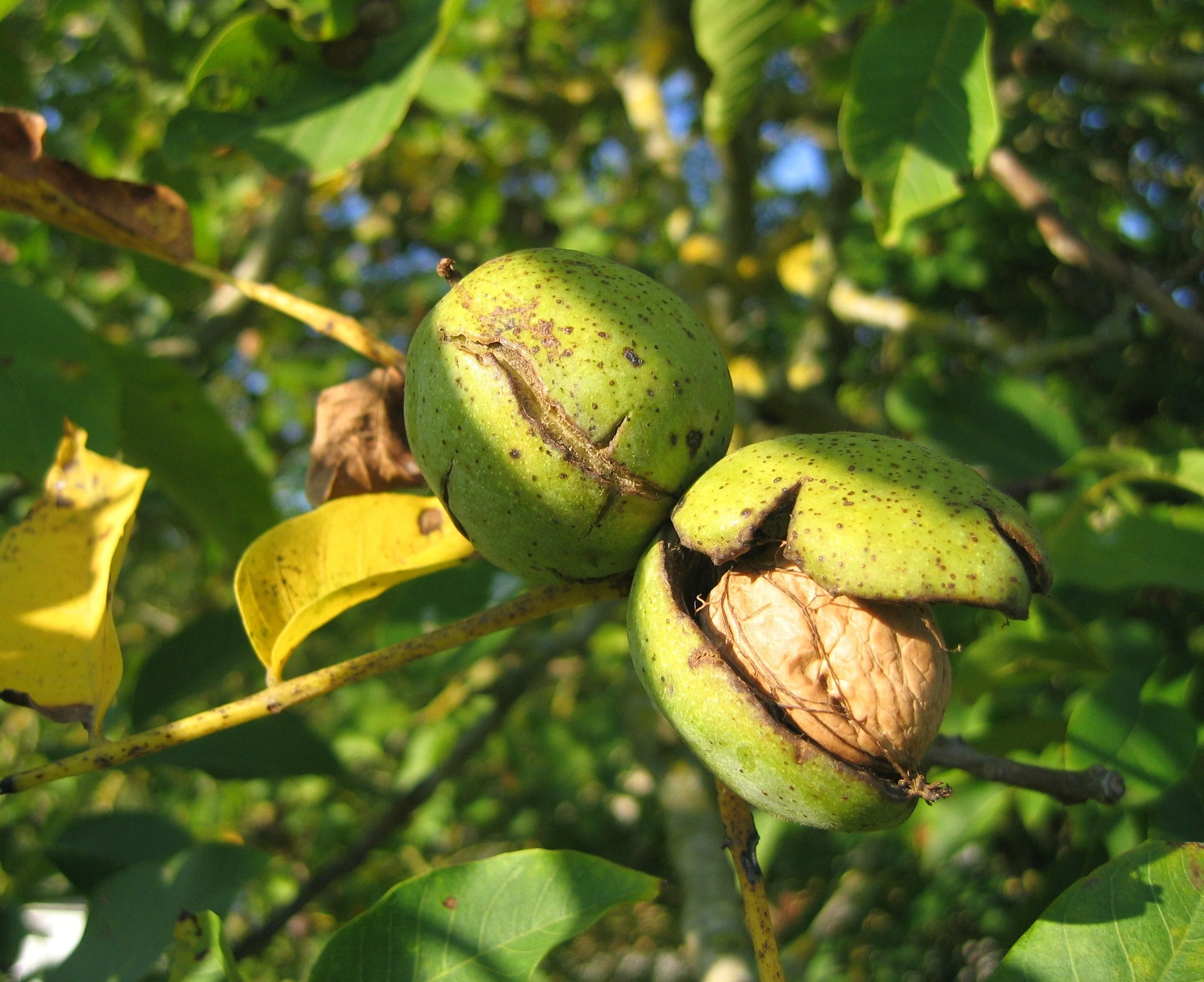 Carpathian English Walnut Tree - Image 2