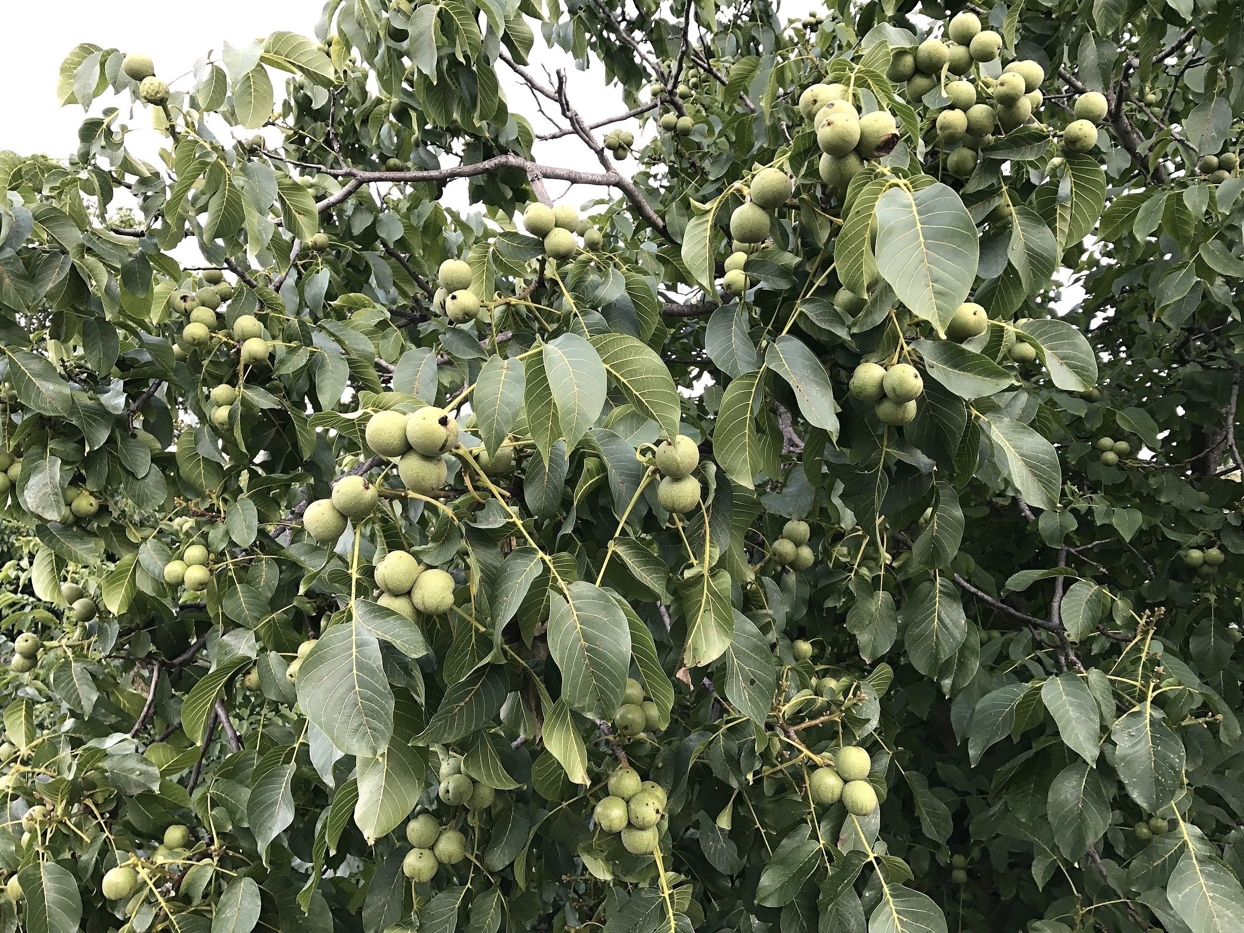 Carpathian English Walnut Tree - Image 3