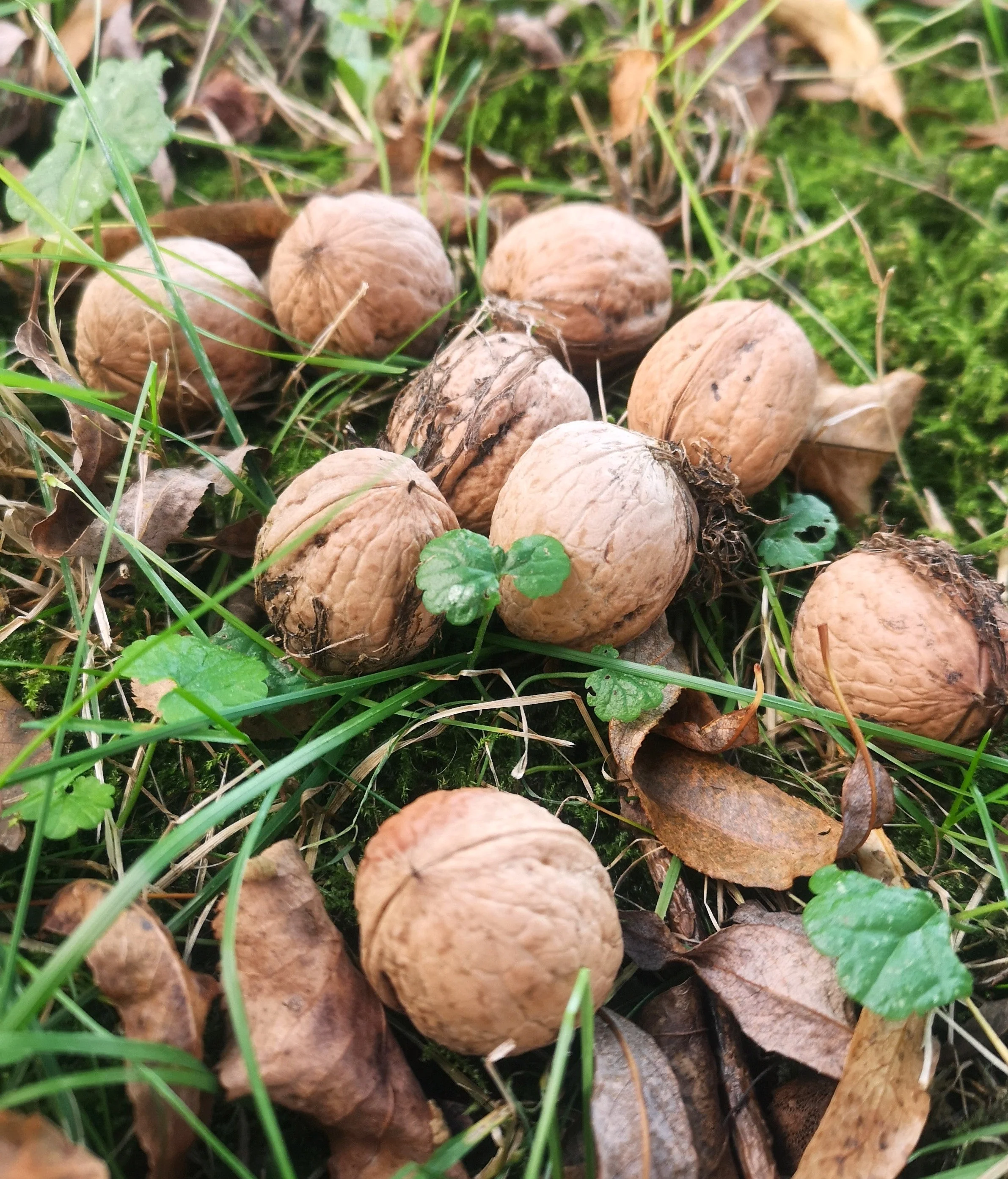 Carpathian English Walnut Tree - Image 4