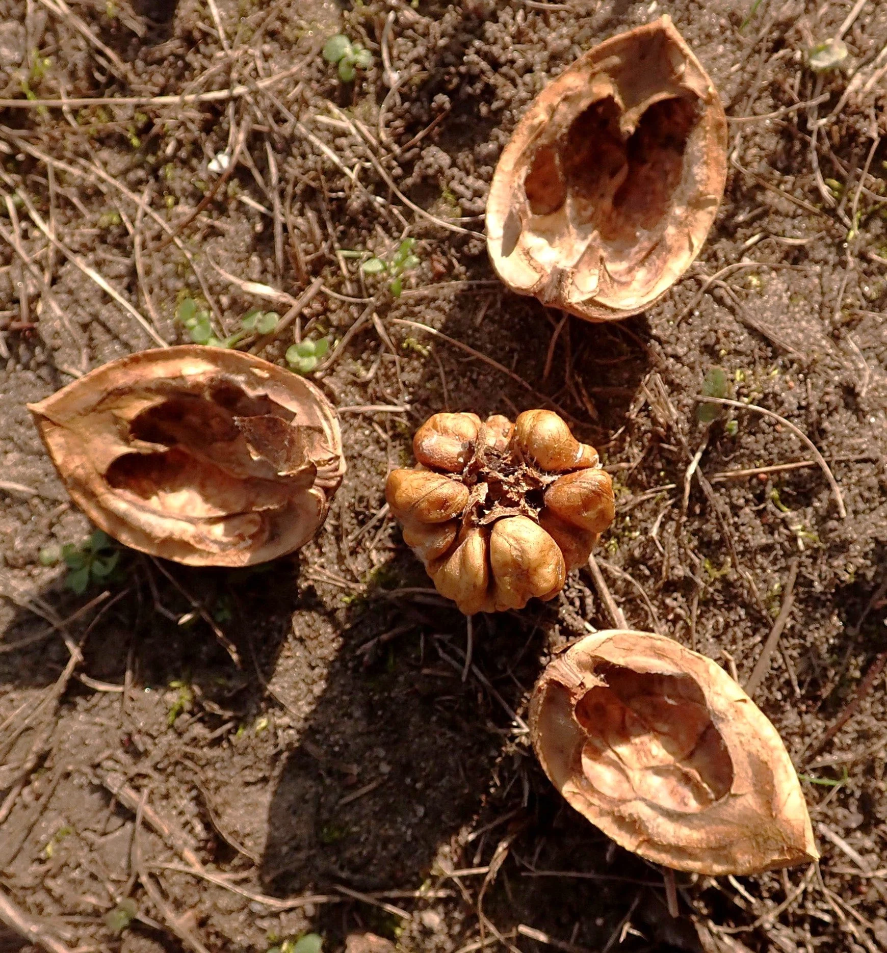Carpathian English Walnut Tree - Image 5