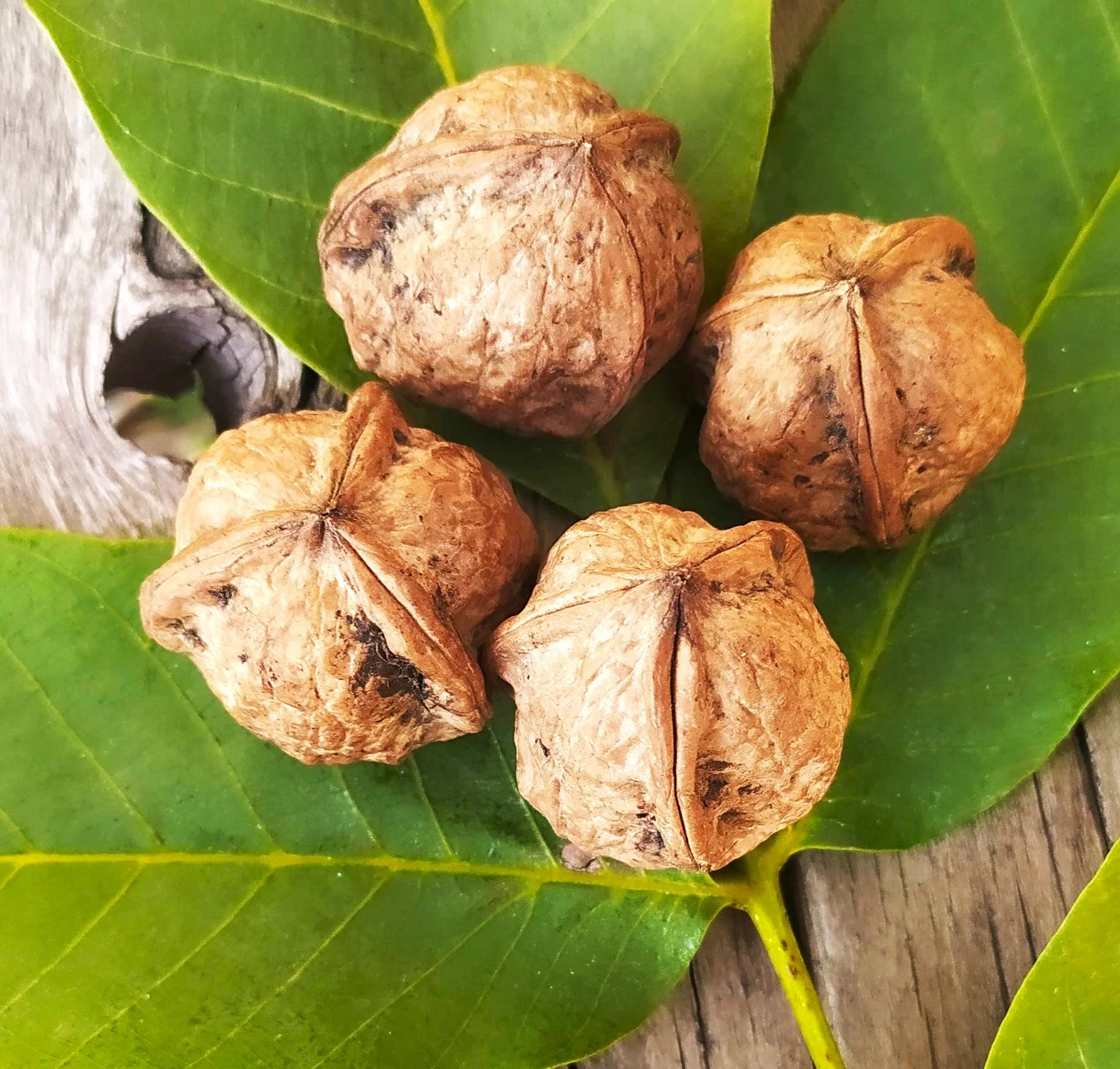 Carpathian English Walnut Tree - Image 6