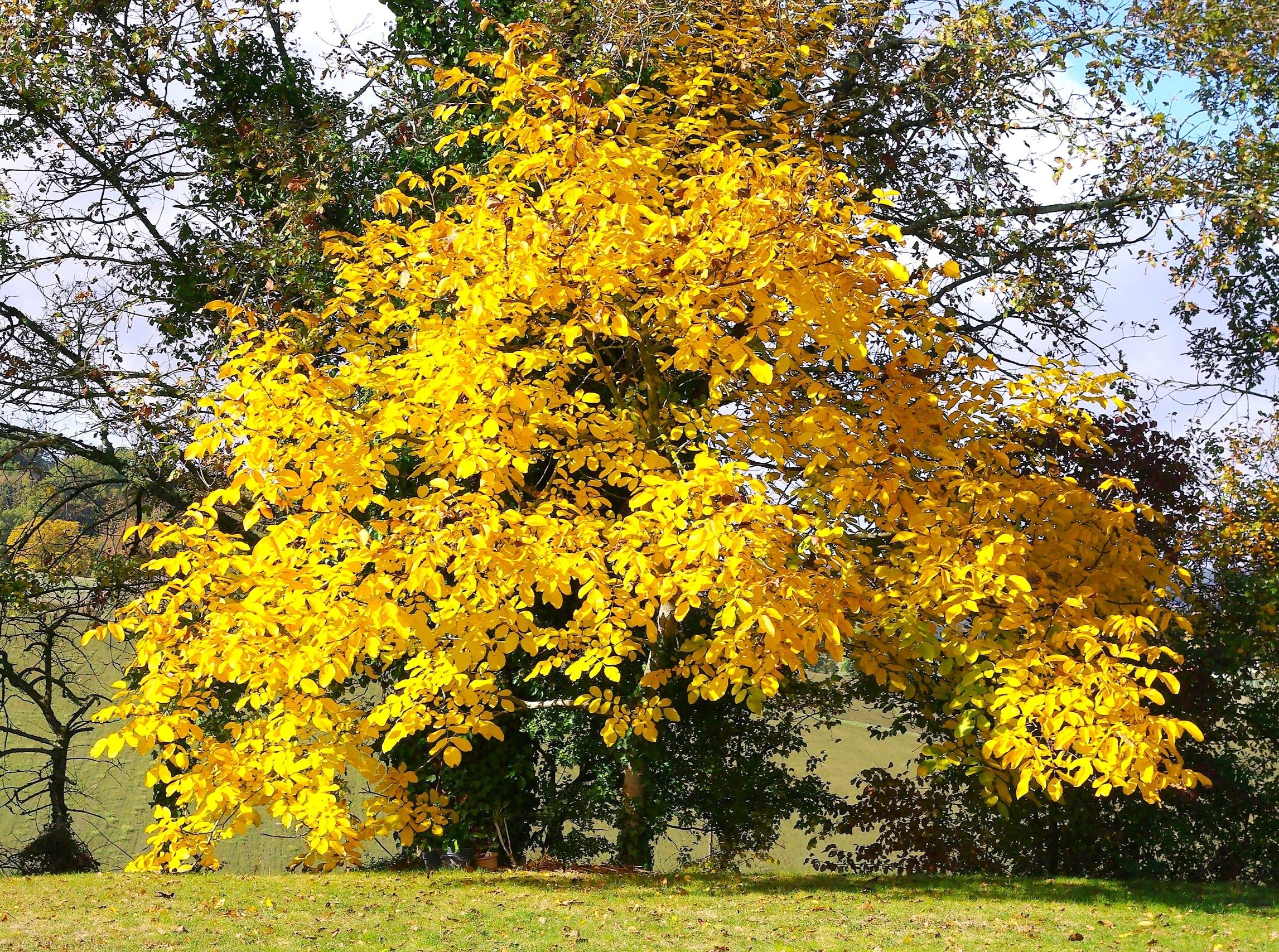 Carpathian English Walnut Tree - Image 8