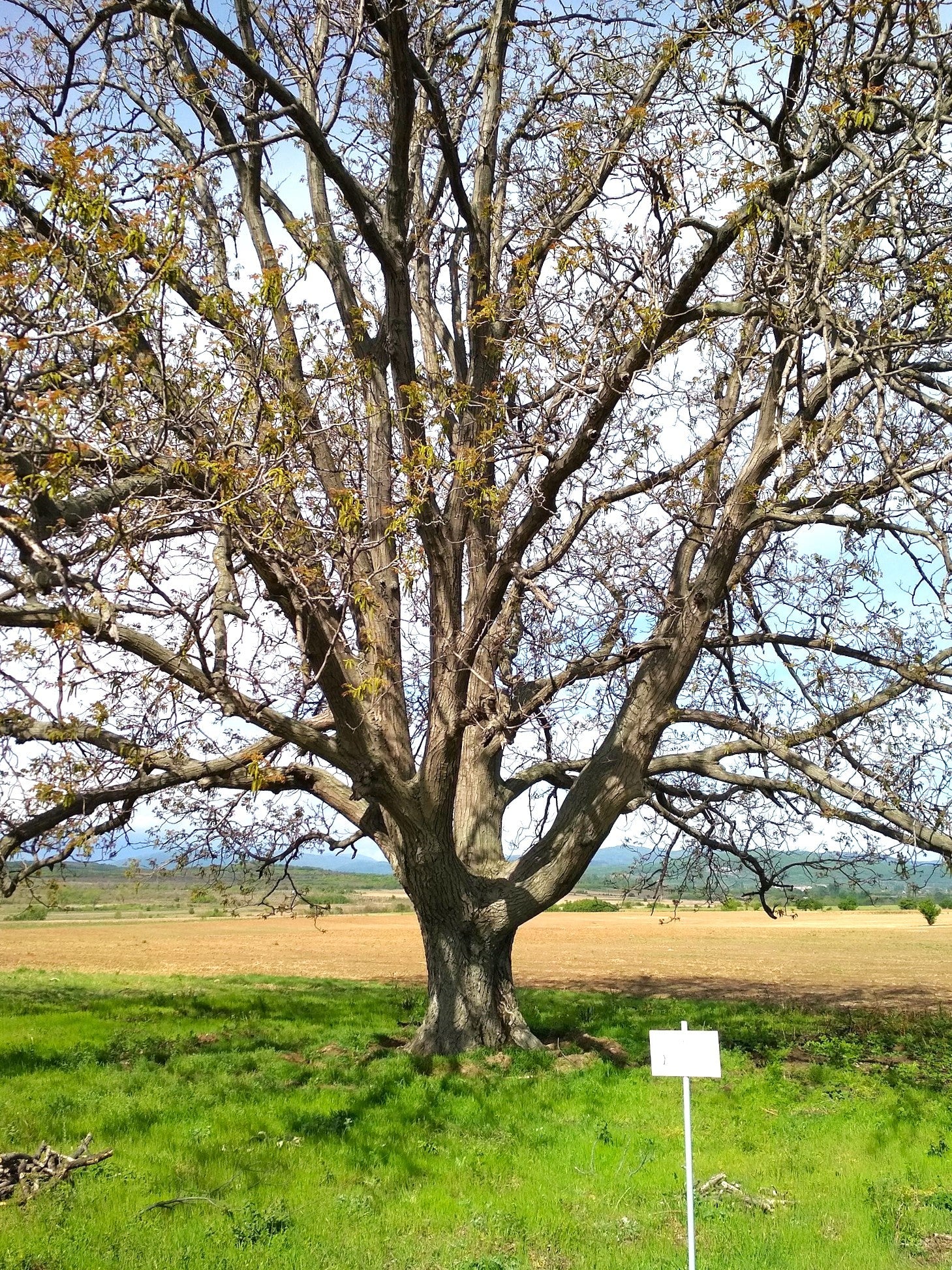 Carpathian English Walnut Tree - Image 9