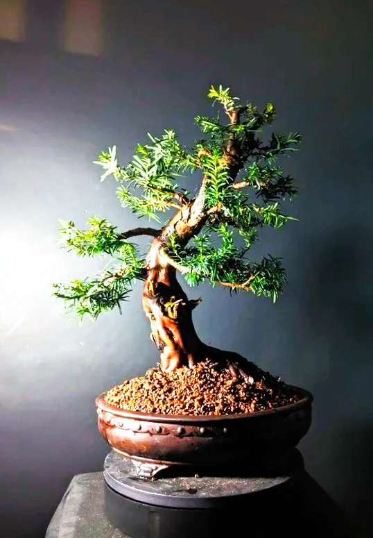 English Yew - Image 10