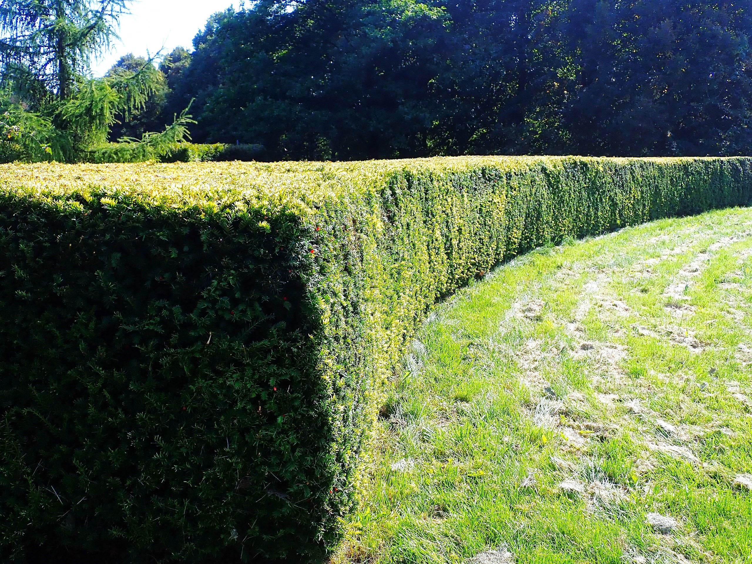English Yew - Image 2