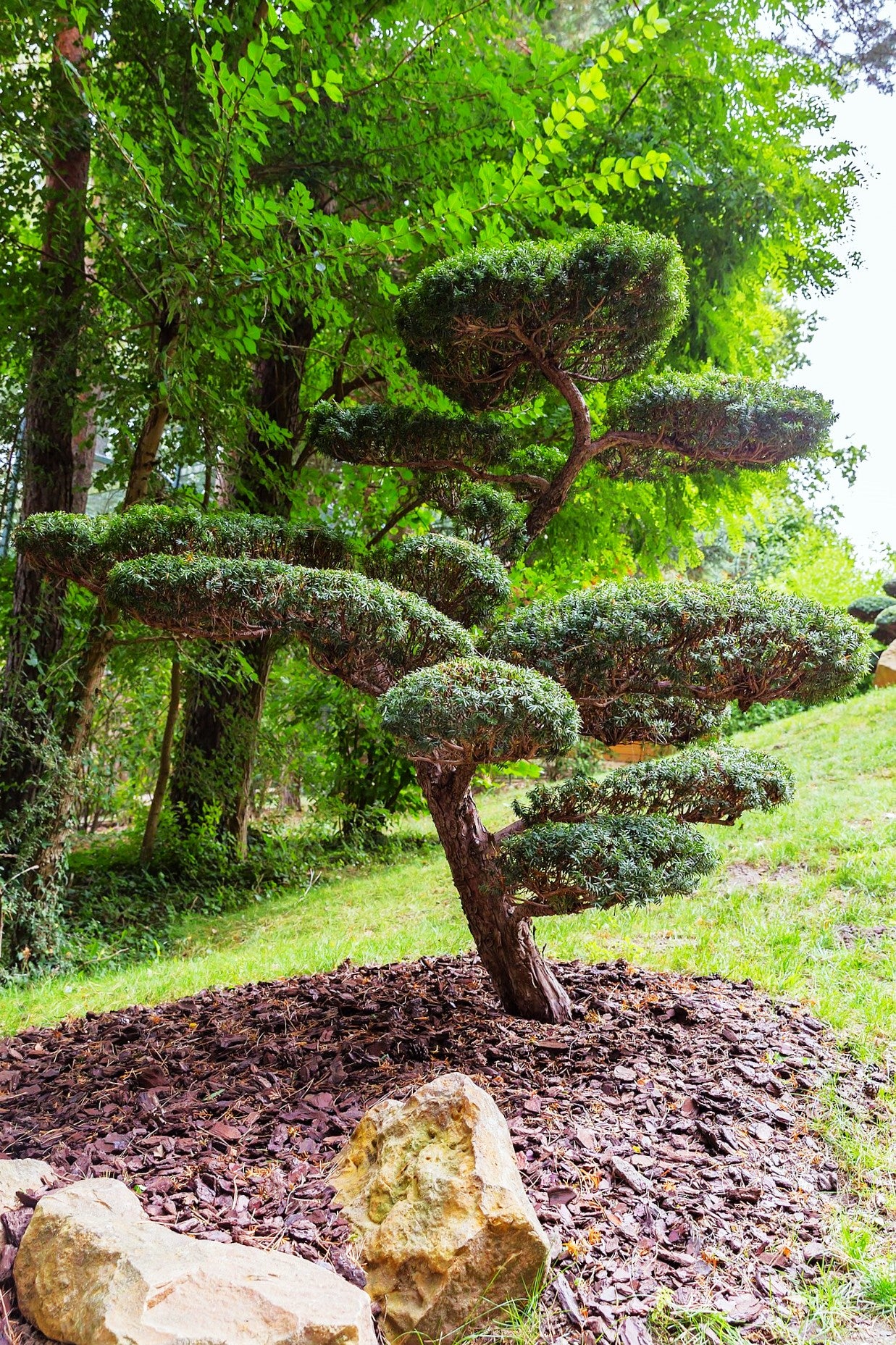 English Yew - Image 3