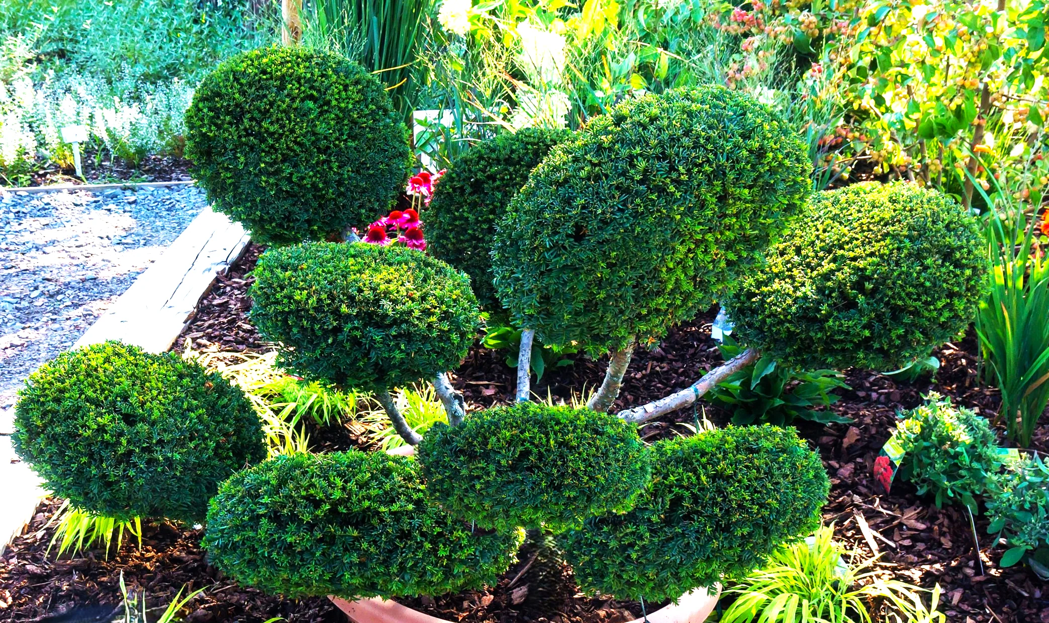 English Yew - Image 4