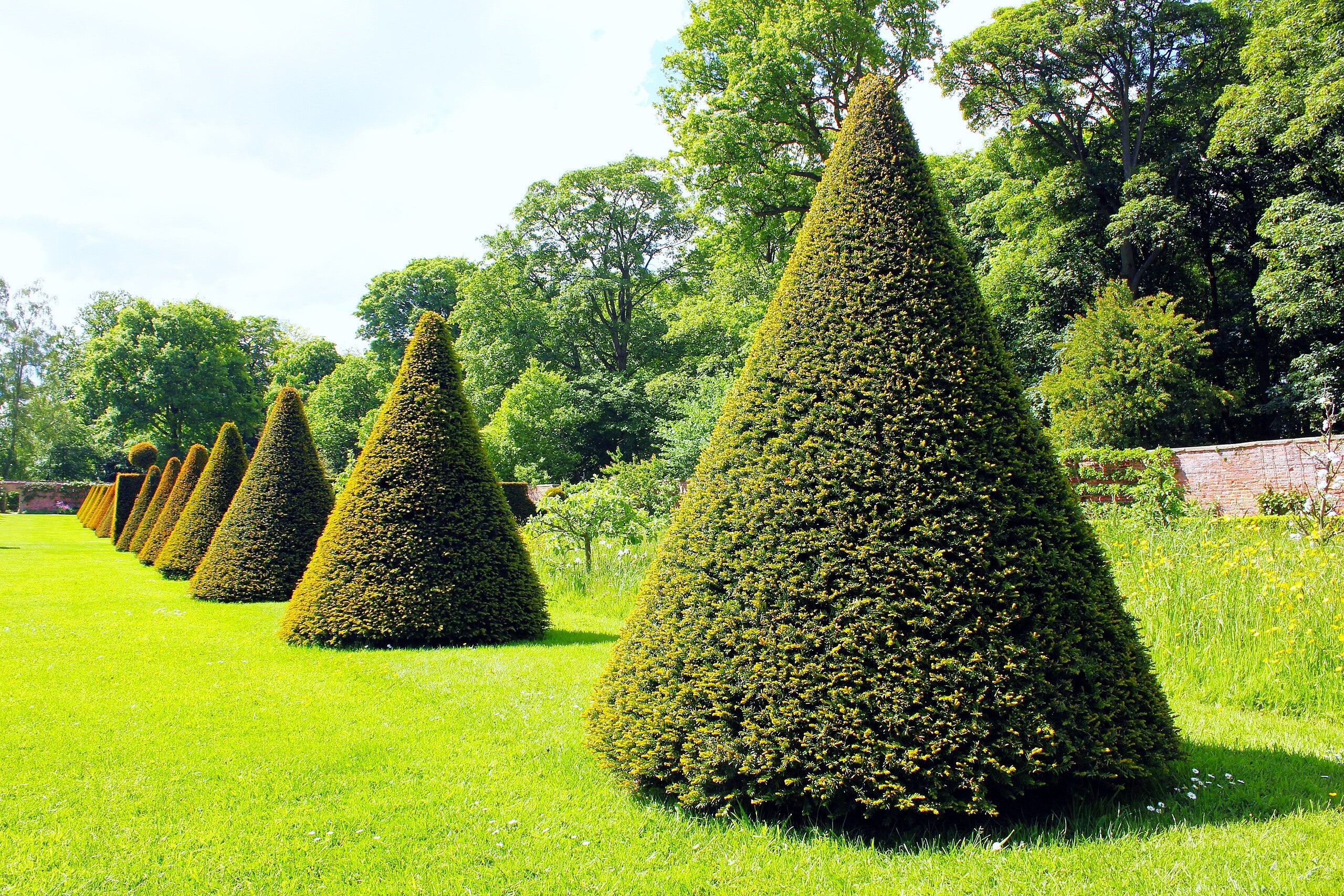 English Yew - Image 5