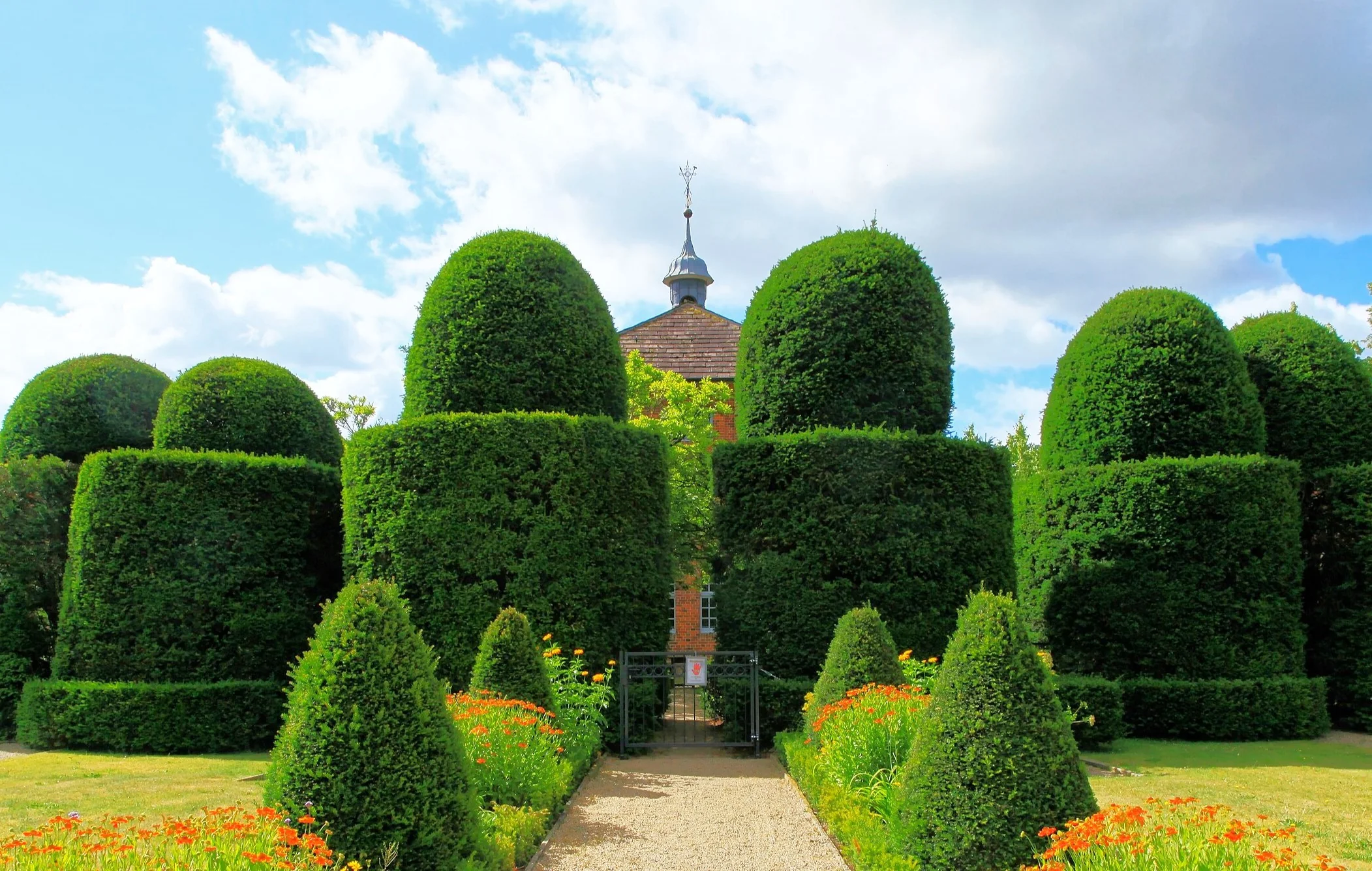 English Yew - Image 6