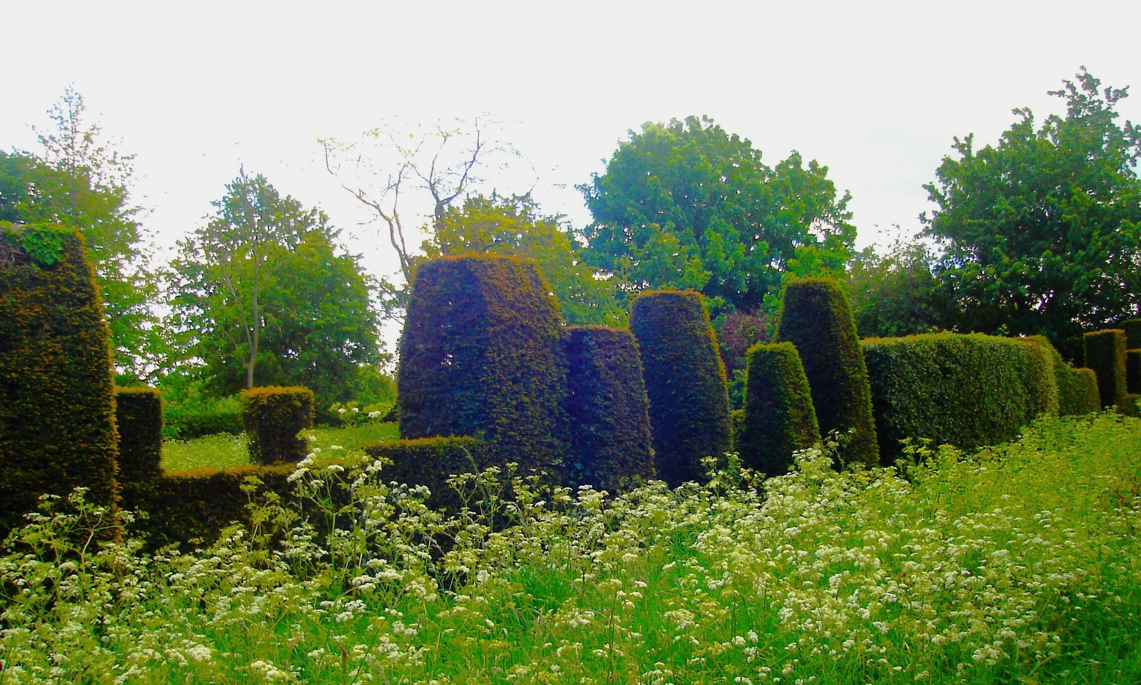 English Yew - Image 7