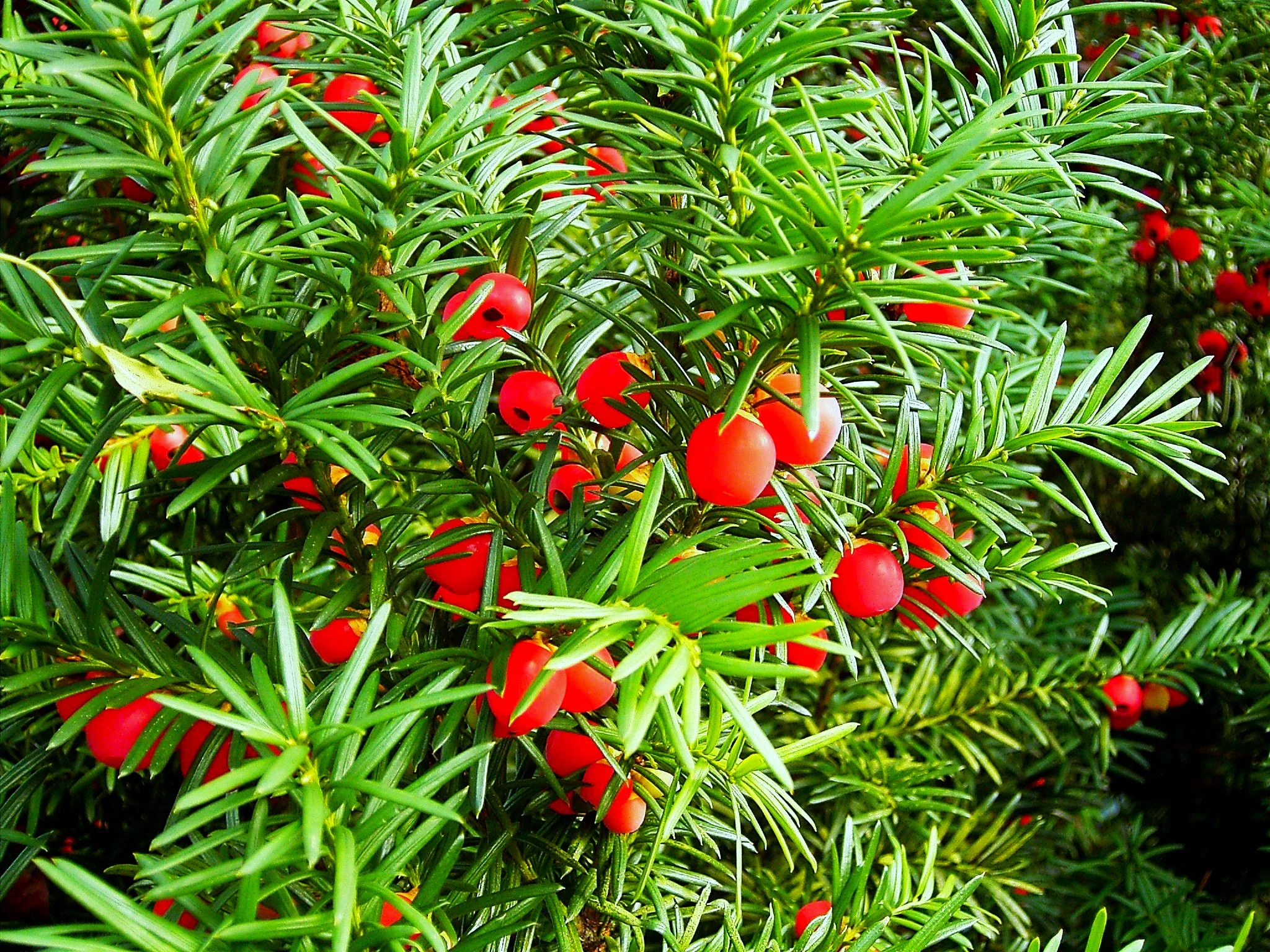 English Yew - Image 9