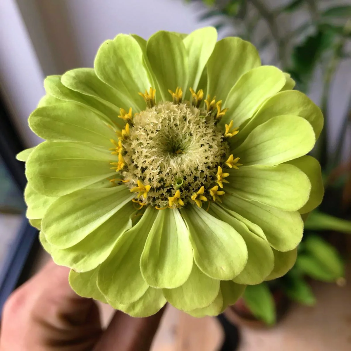 Envy Lime Green Zinnia - Image 3