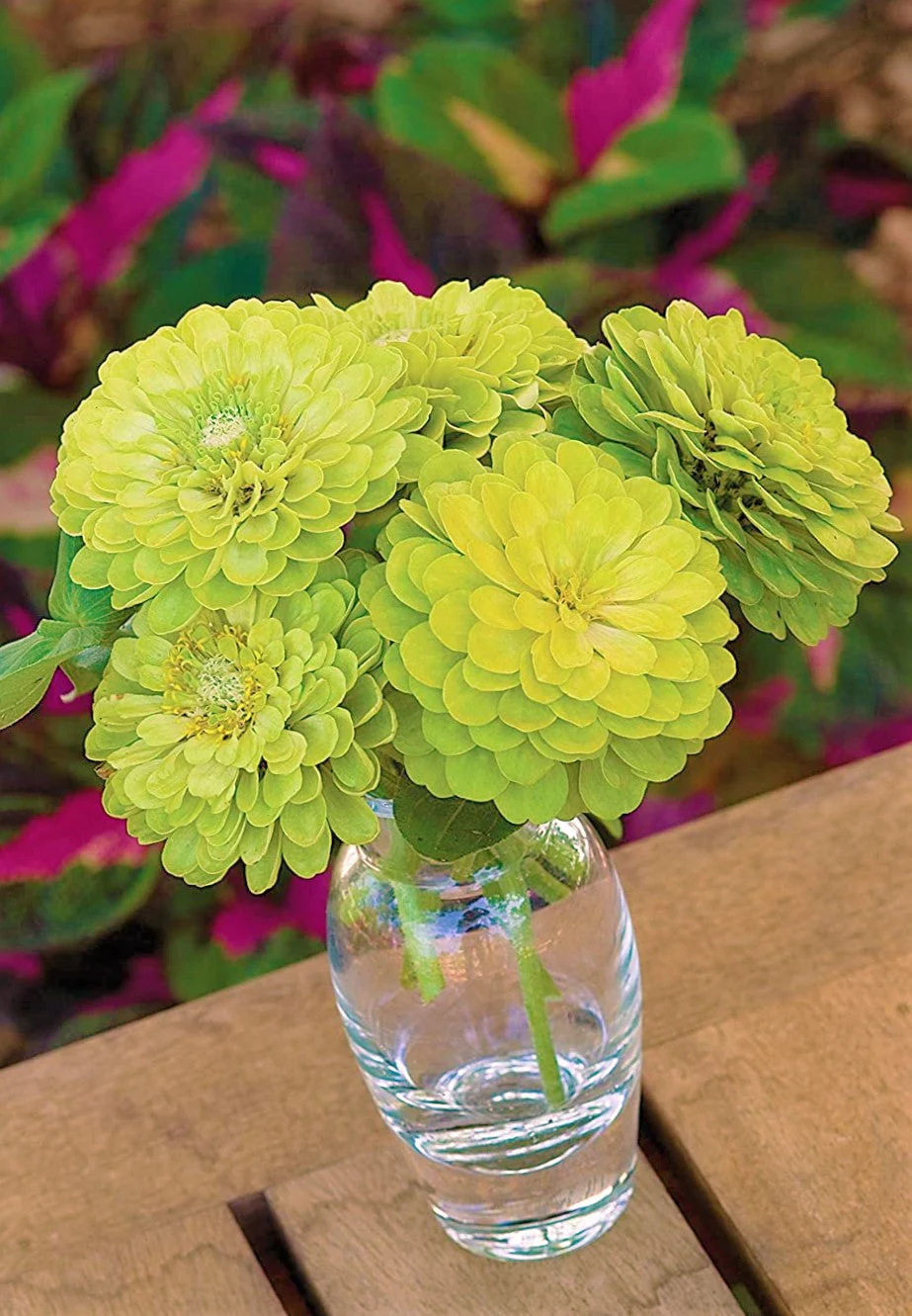 Envy Lime Green Zinnia - Image 4