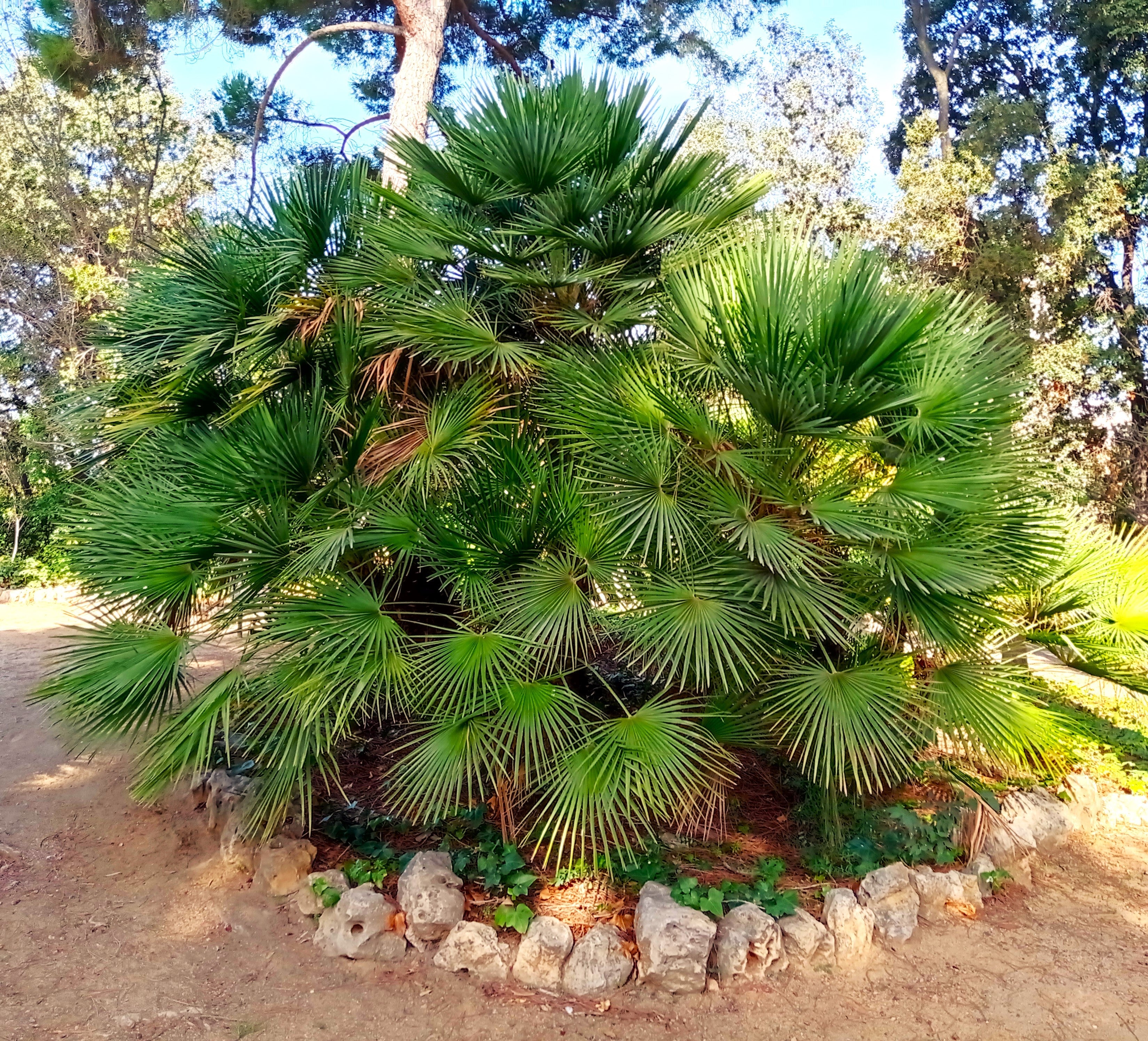 European Fan Palm Tree - Image 4