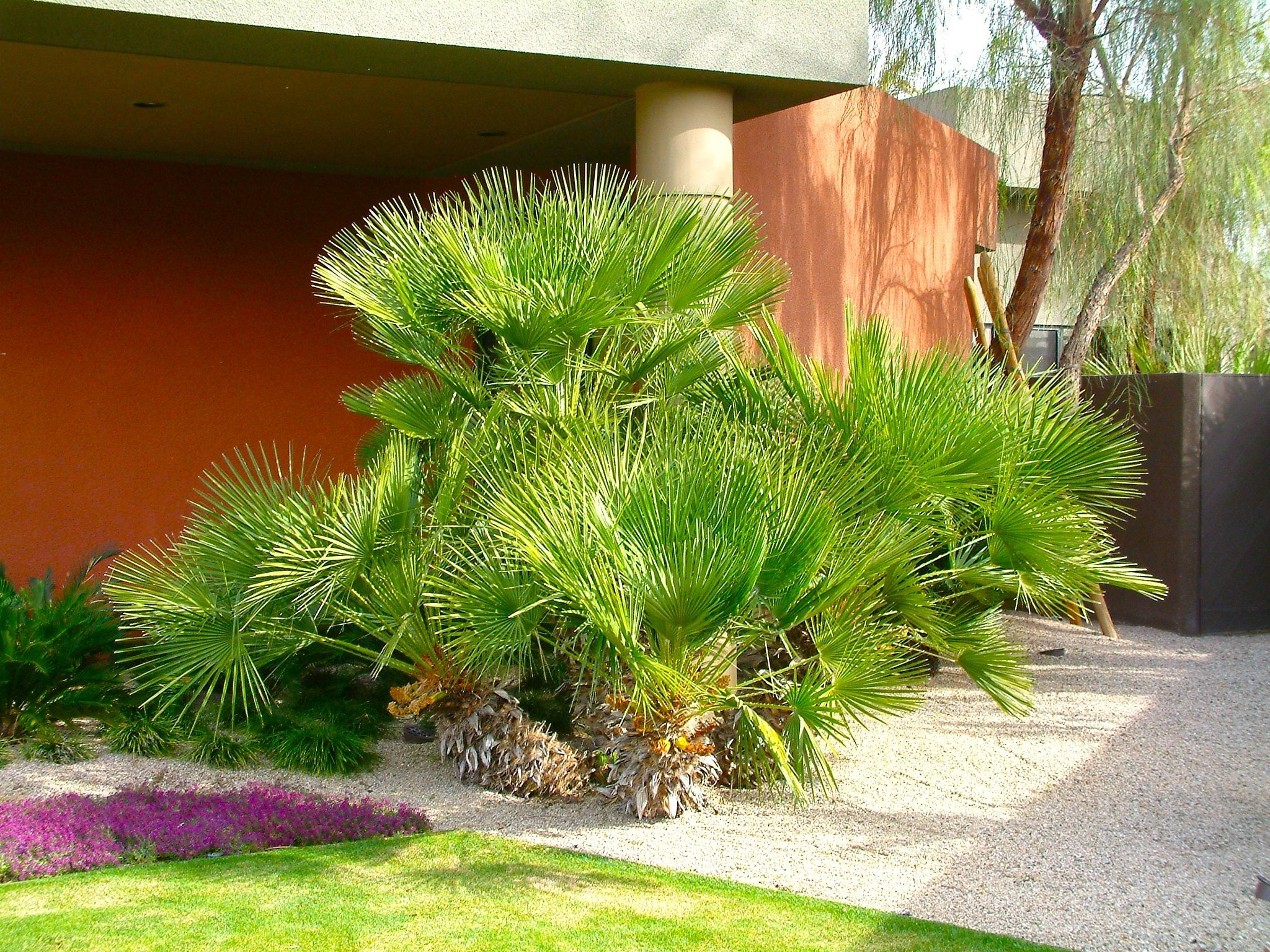 European Fan Palm Tree - Image 5