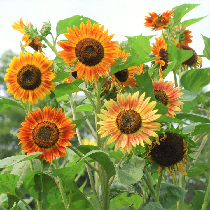 Evening Sun Sunflower - Image 3
