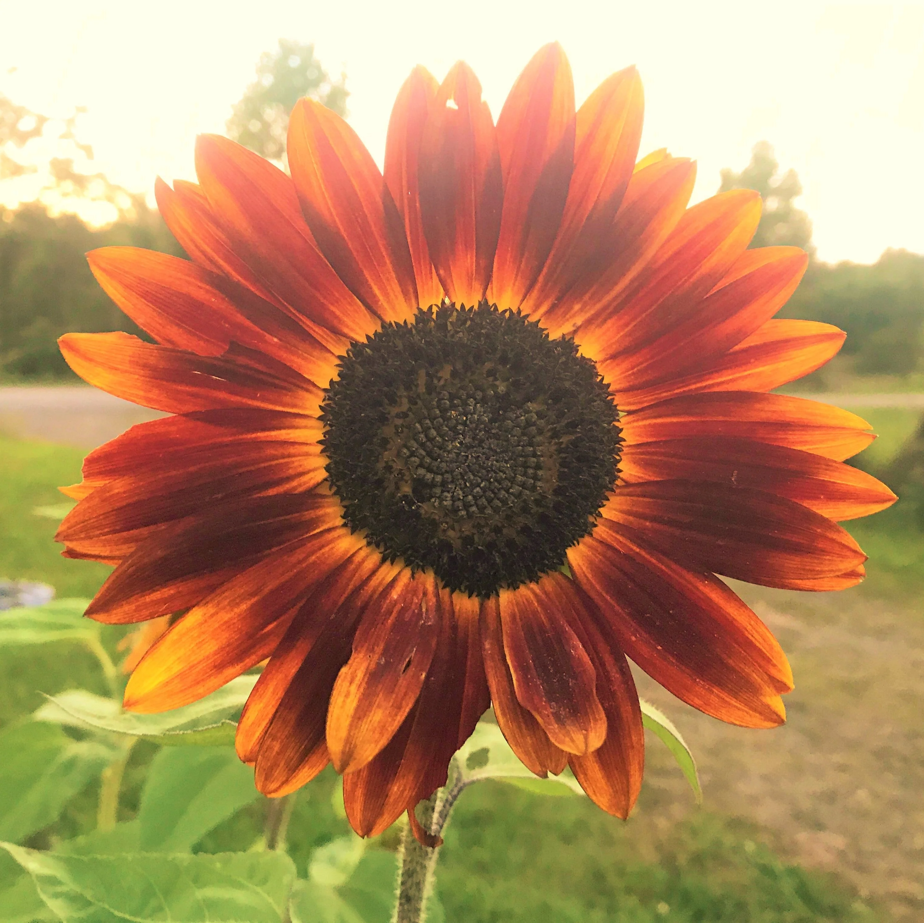 Evening Sun Sunflower - Image 4