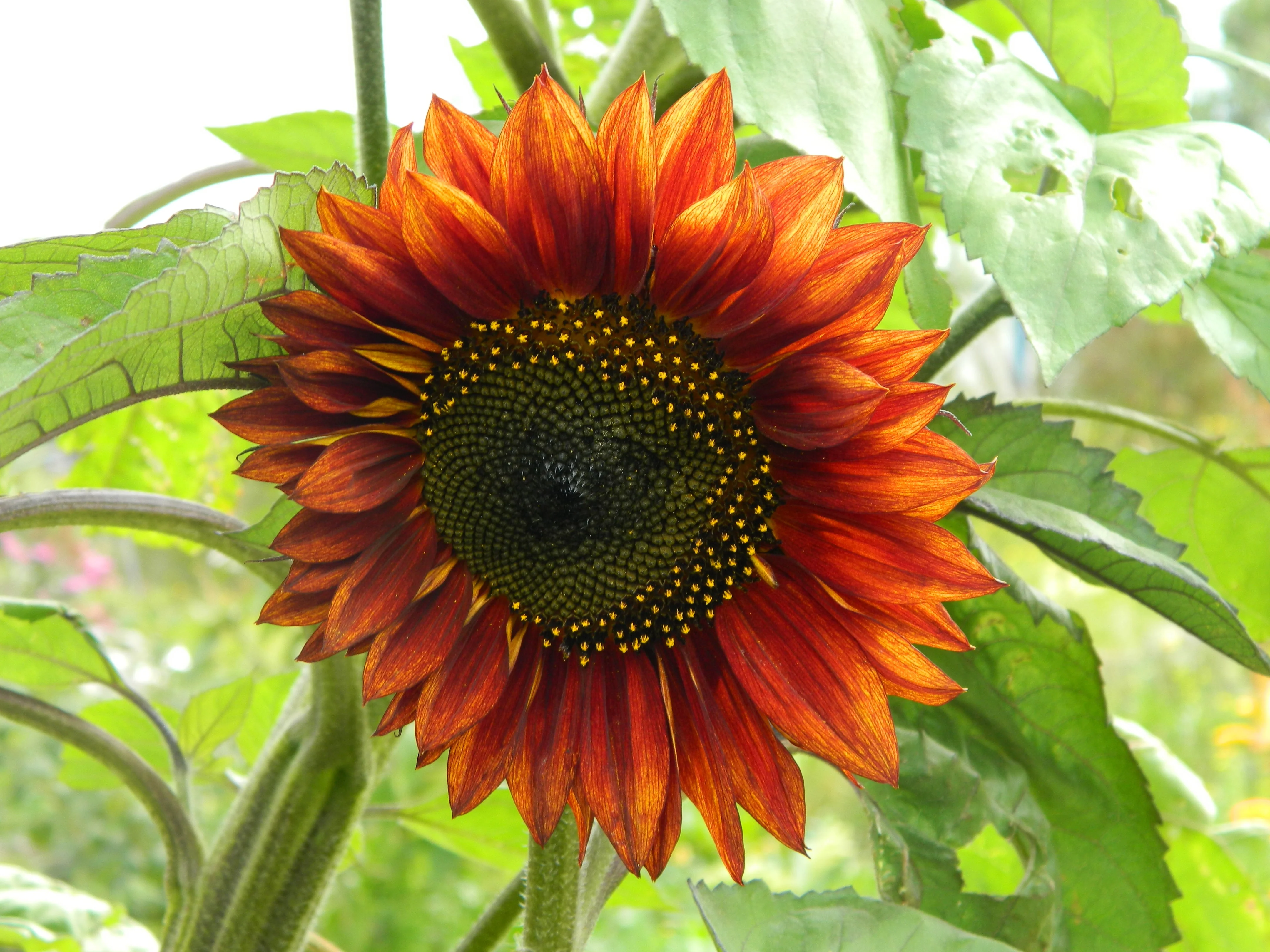 Evening Sun Sunflower - Image 5