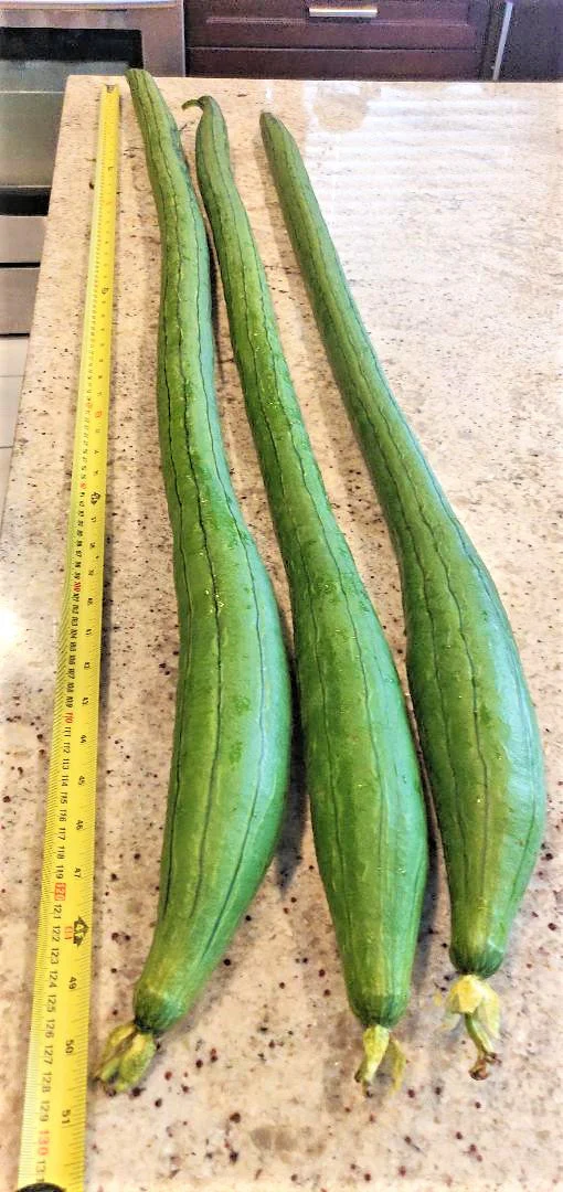 Extra Long Smooth Luffa Gourd - Image 3