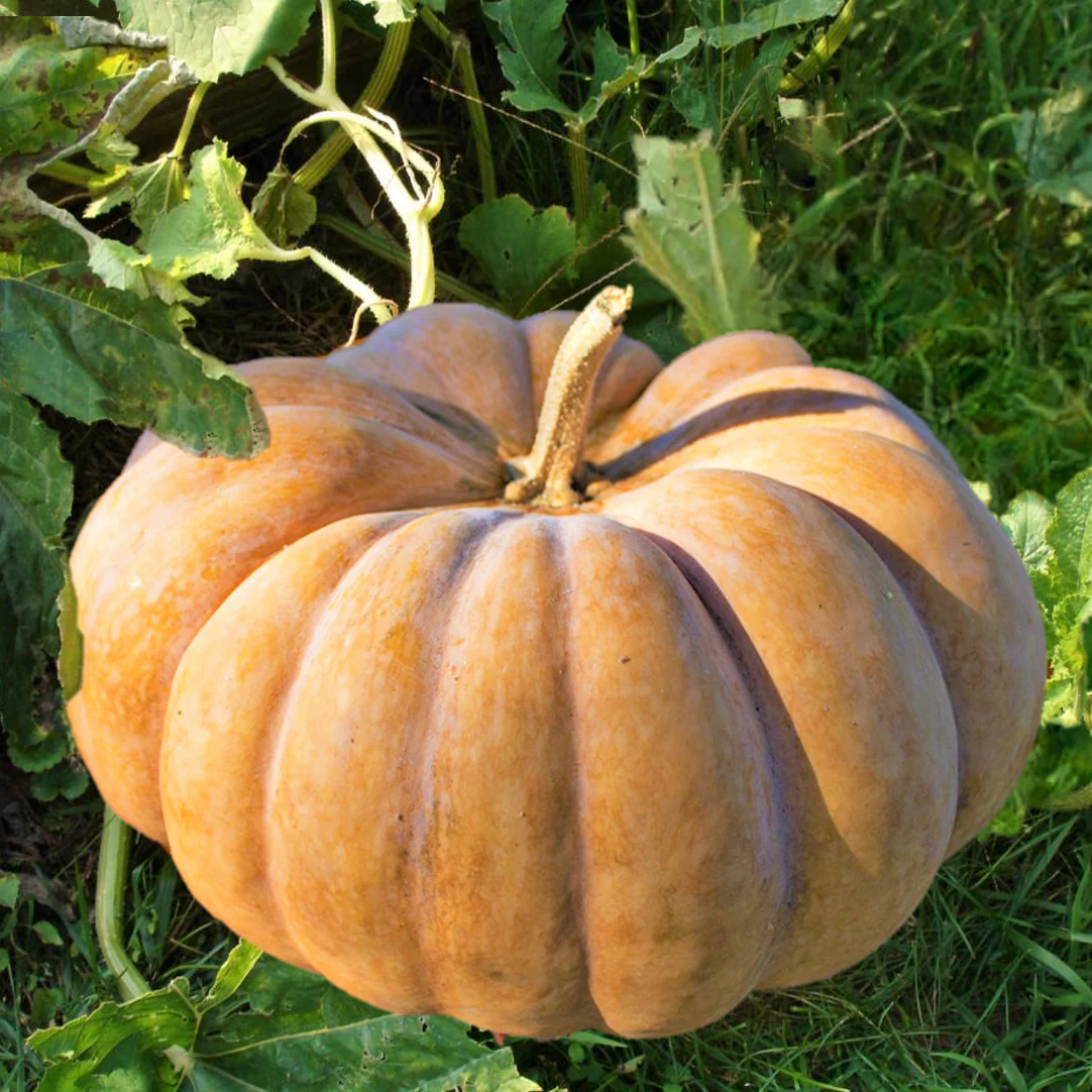 Fairytale Pumpkin (Musquee de Provence)
