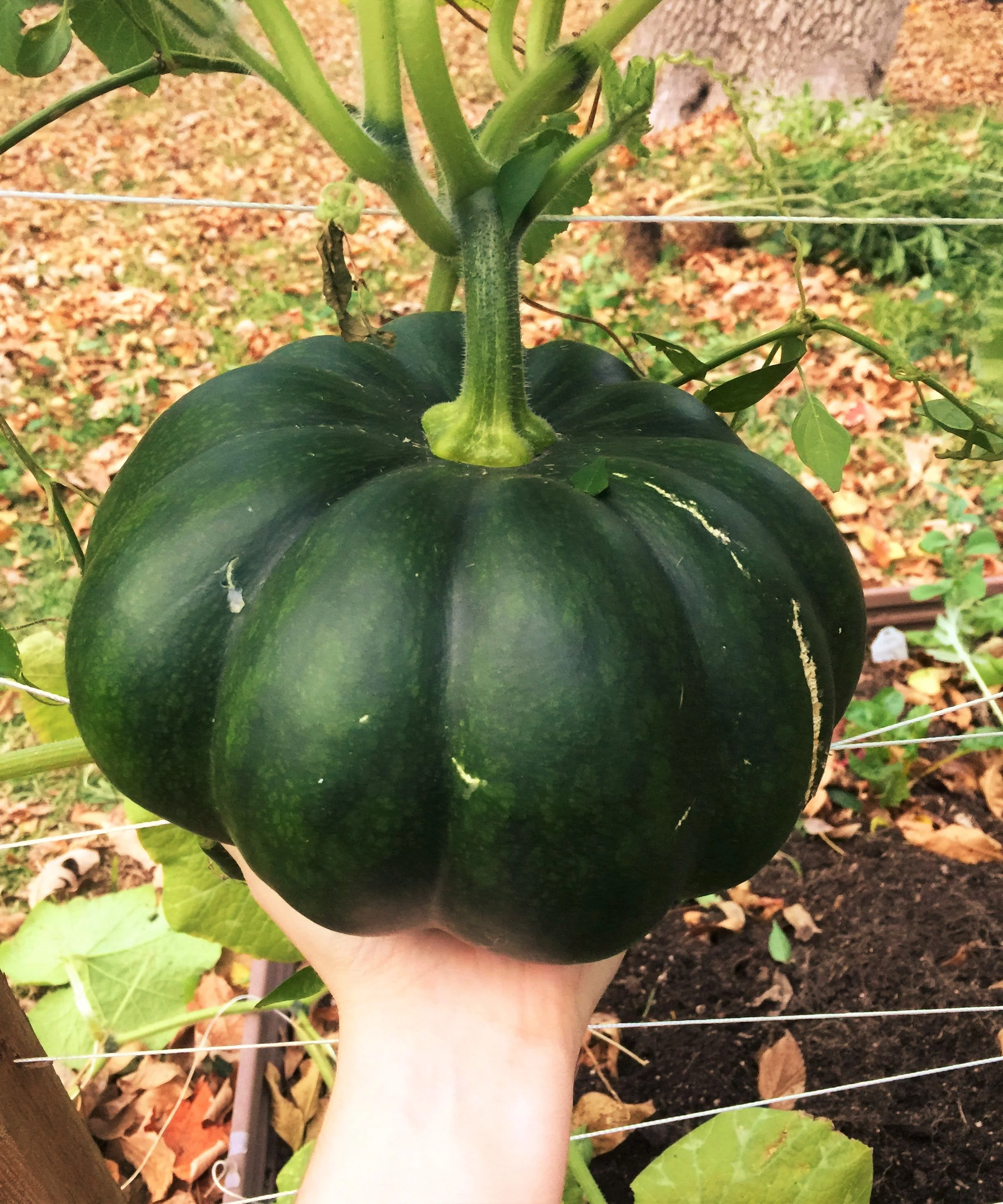 Fairytale Pumpkin (Musquee de Provence) - Image 2