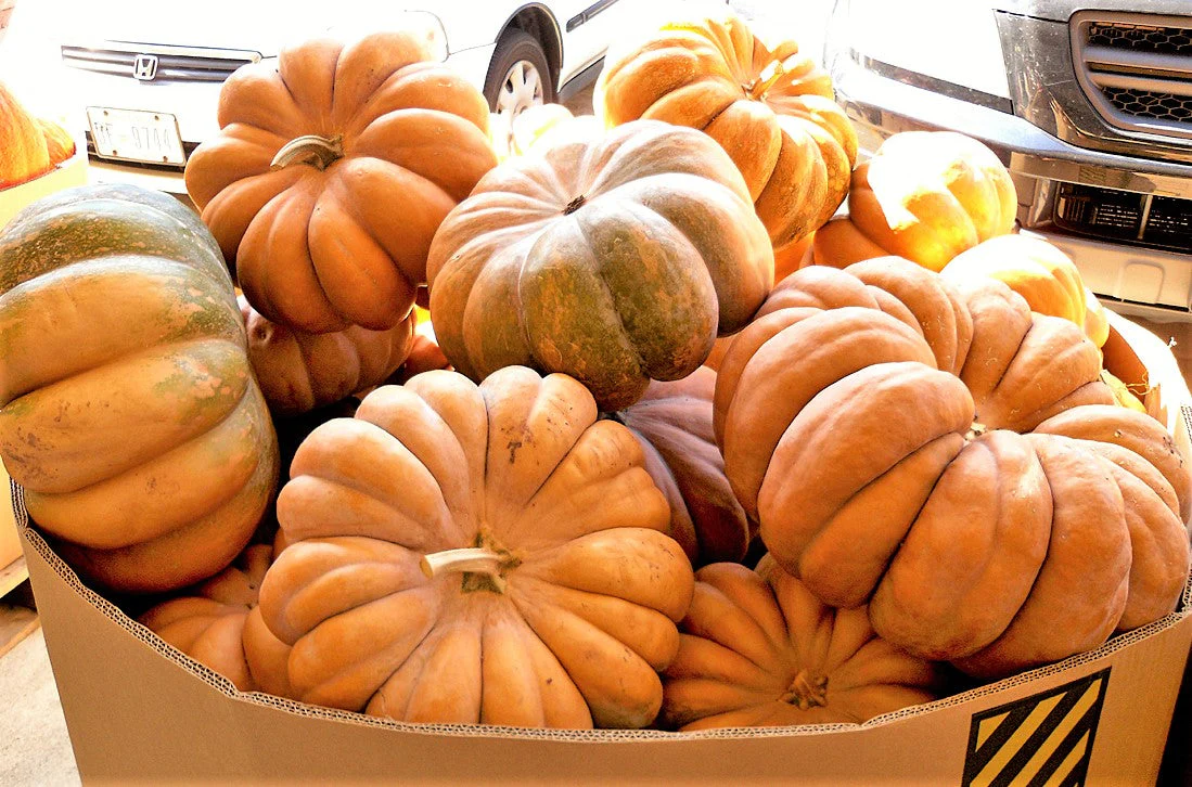 Fairytale Pumpkin (Musquee de Provence) - Image 4