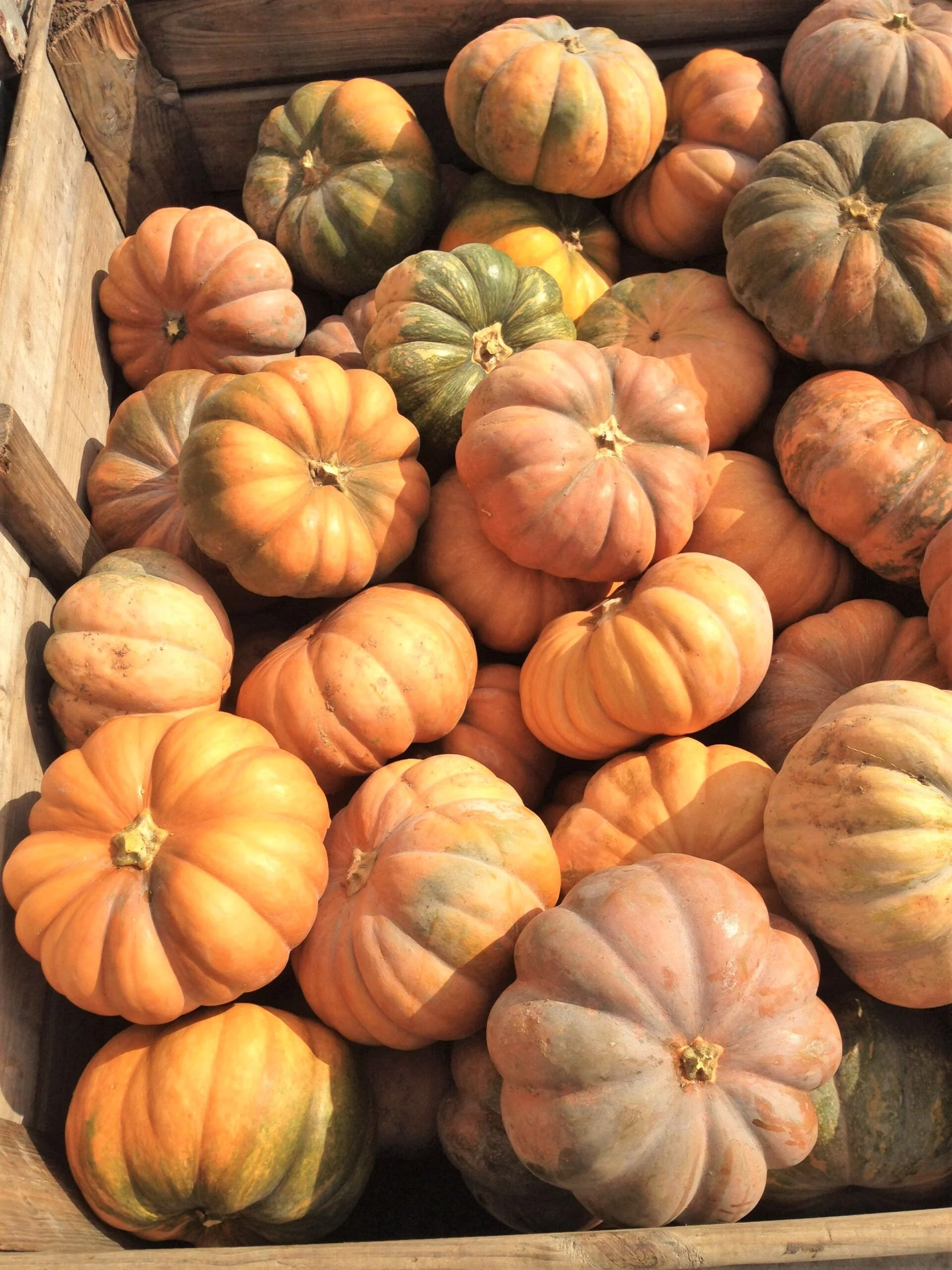 Fairytale Pumpkin (Musquee de Provence) - Image 5