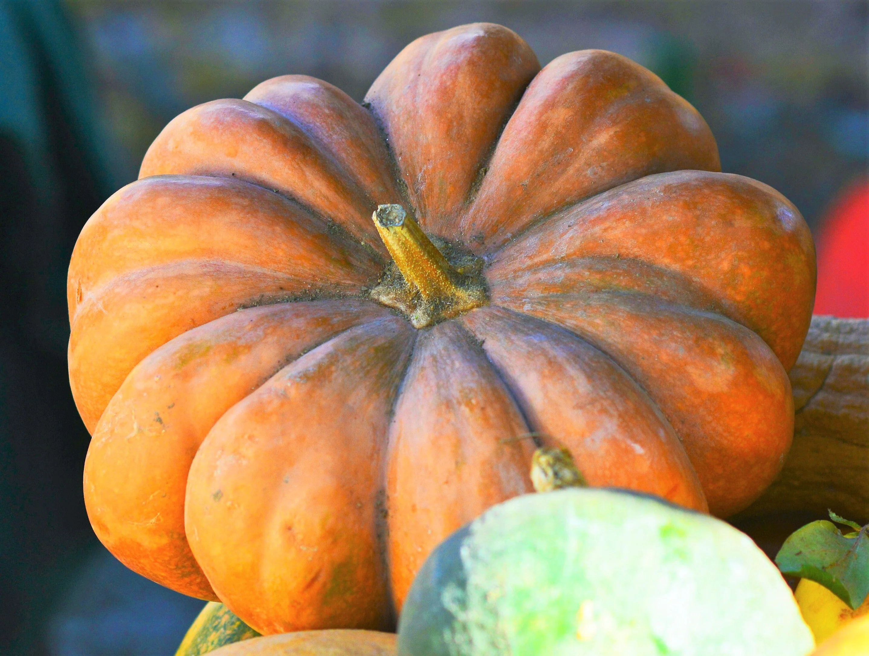 Fairytale Pumpkin (Musquee de Provence) - Image 6