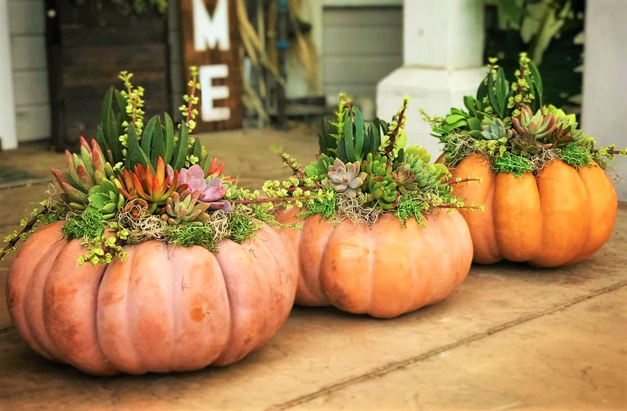 Fairytale Pumpkin (Musquee de Provence) - Image 8
