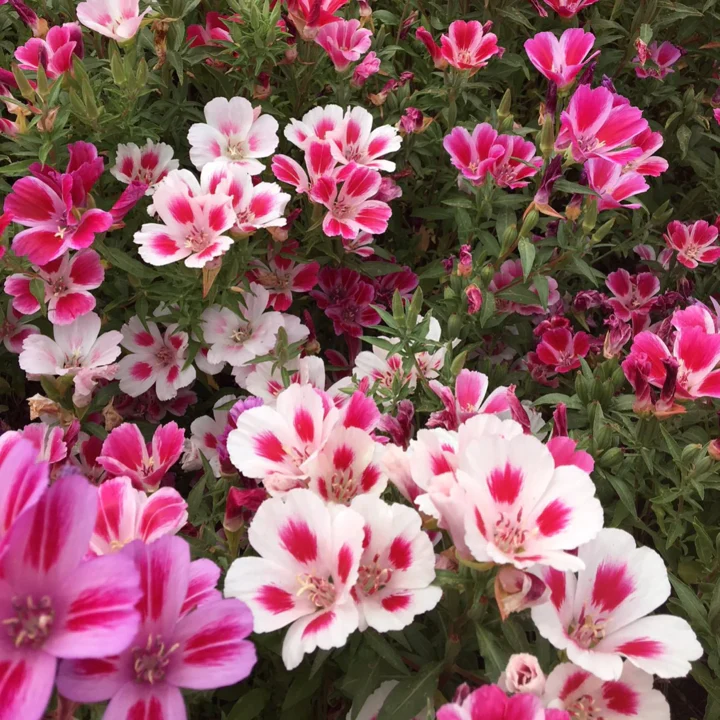 Farewell to Spring Godetia - Image 4