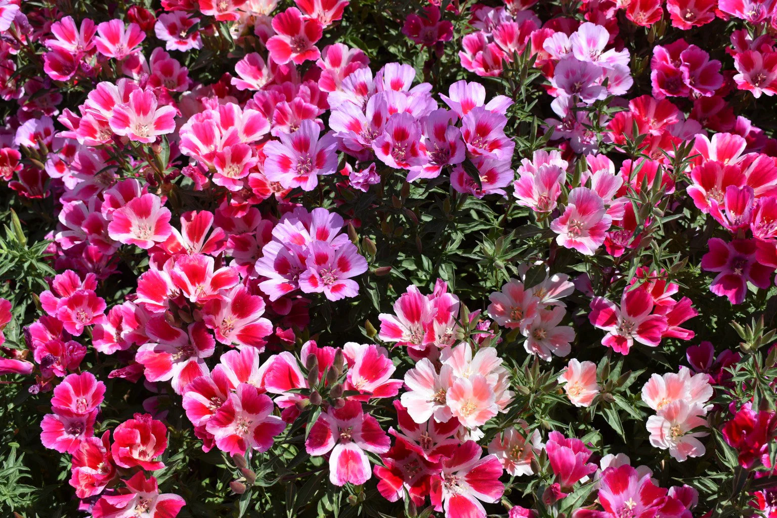 Farewell to Spring Godetia - Image 5