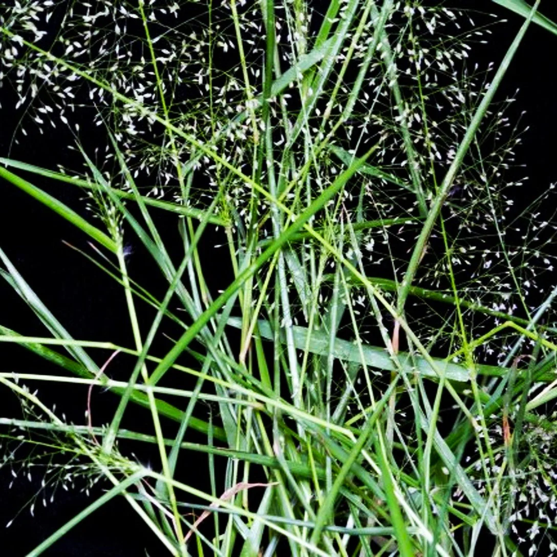 Feather Lovegrass