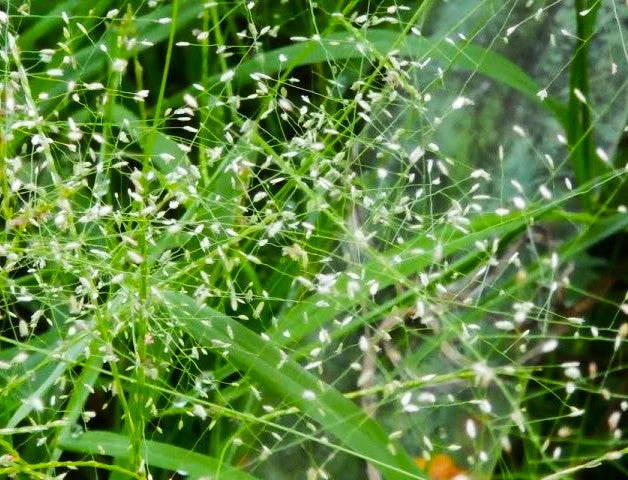 Feather Lovegrass - Image 2