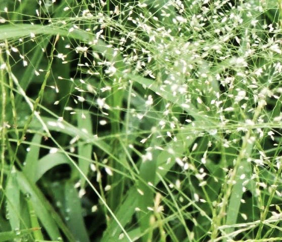 Feather Lovegrass - Image 4