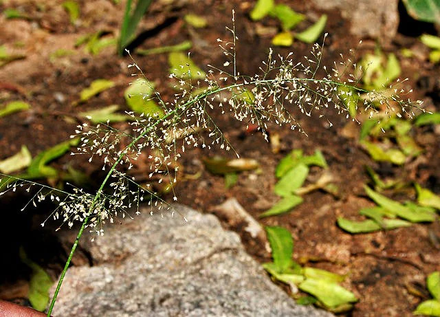Feather Lovegrass - Image 5
