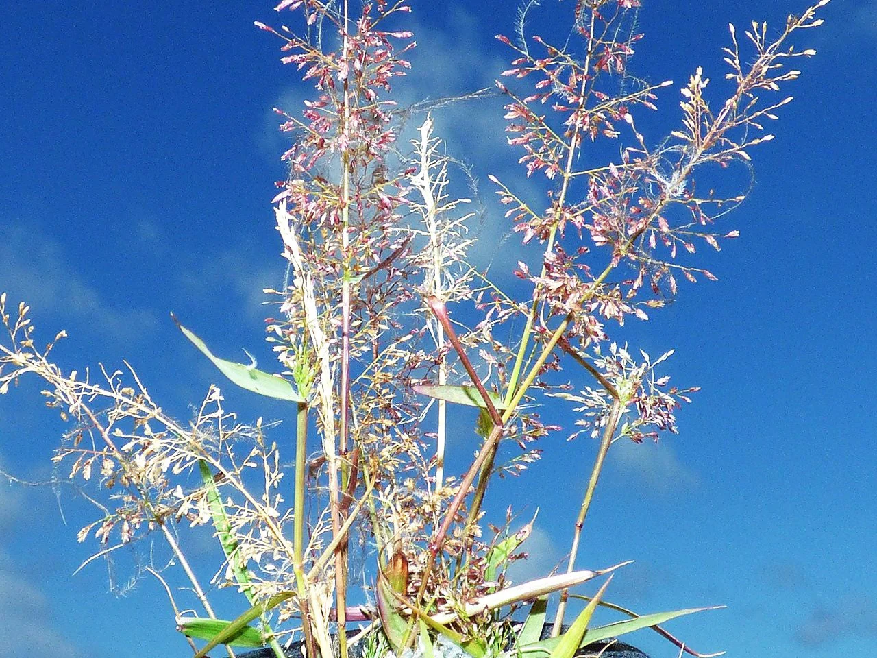Feather Lovegrass - Image 7