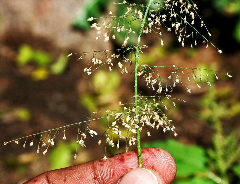 Feather Lovegrass - Image 8