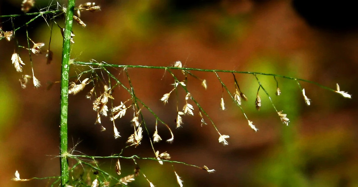 Feather Lovegrass - Image 9